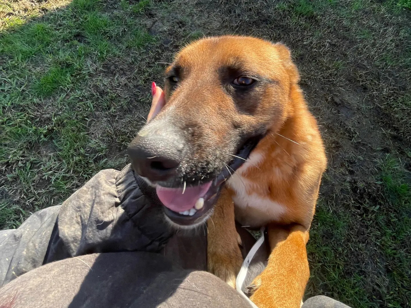 Vuoi adottare un cane a Latina?