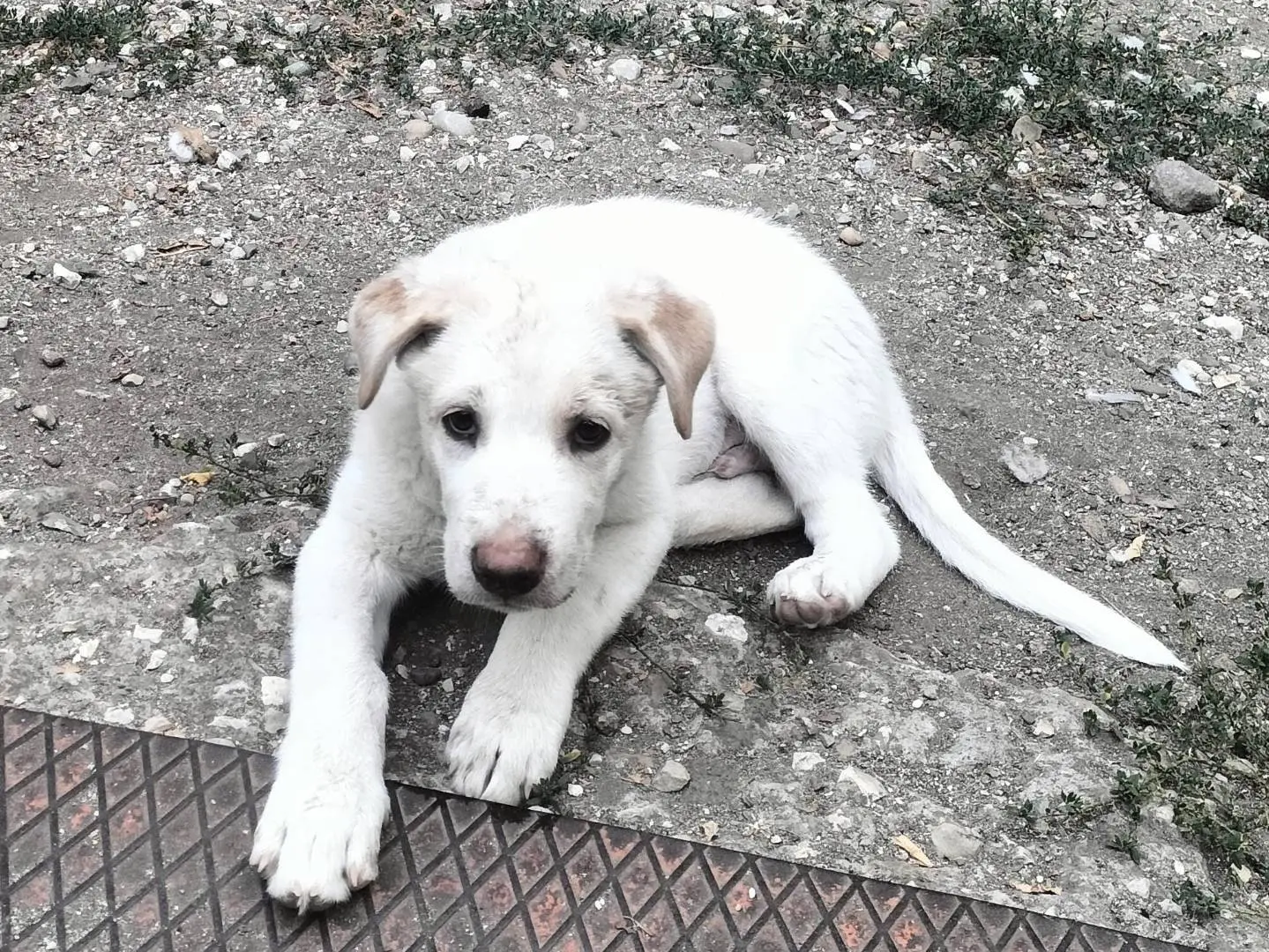 Foto 2 dell'animale