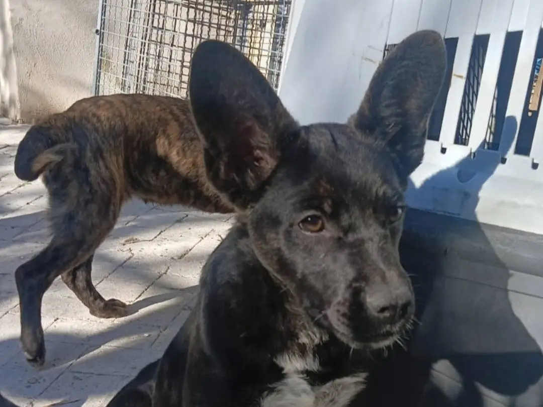 Adozione cane, maschio, Razza sconosciuta Razza sconosciuta, 1 anno e 2 mesi, taglia media, Siracusa