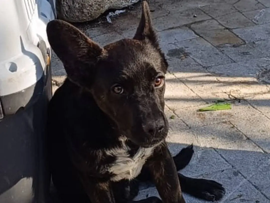 Adotta un cane, maschio, 1 anno e 2 mesi, Siracusa