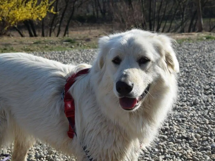 Adozione cane, femmina, Razza sconosciuta Razza sconosciuta, 8 anni e 10 mesi, taglia grande, Como