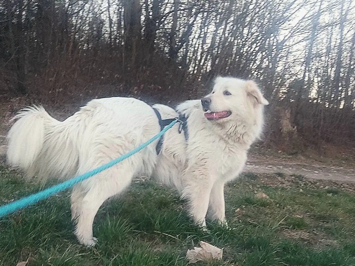 Adotta un cane, femmina, 8 anni e 10 mesi, Como