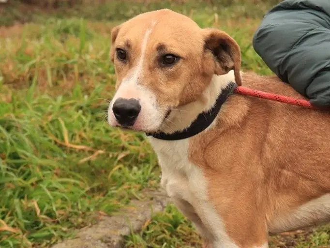 Adotta un cane, taglia media, maschio, Milano