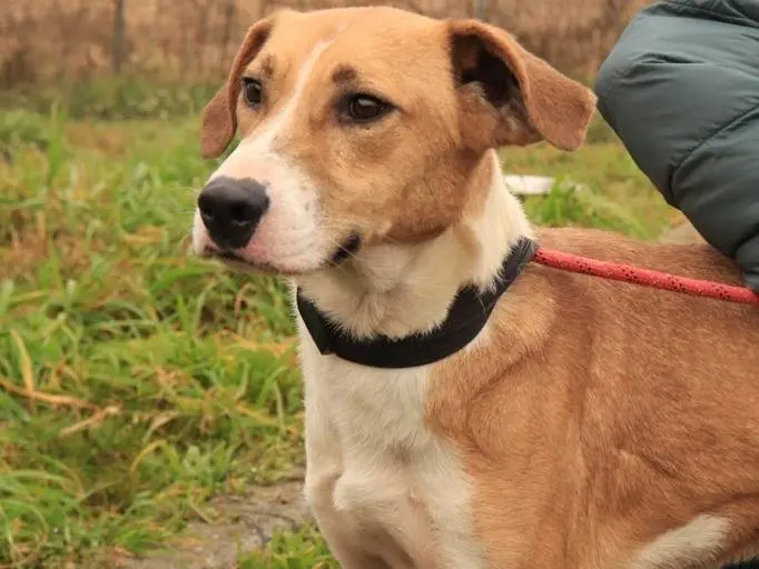 Adozione cane, maschio, Razza sconosciuta Razza sconosciuta, 3 anni e 8 mesi, taglia media, Milano