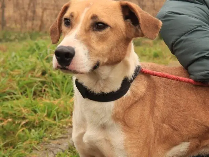 Adotta un cane, maschio, 3 anni e 8 mesi, Milano