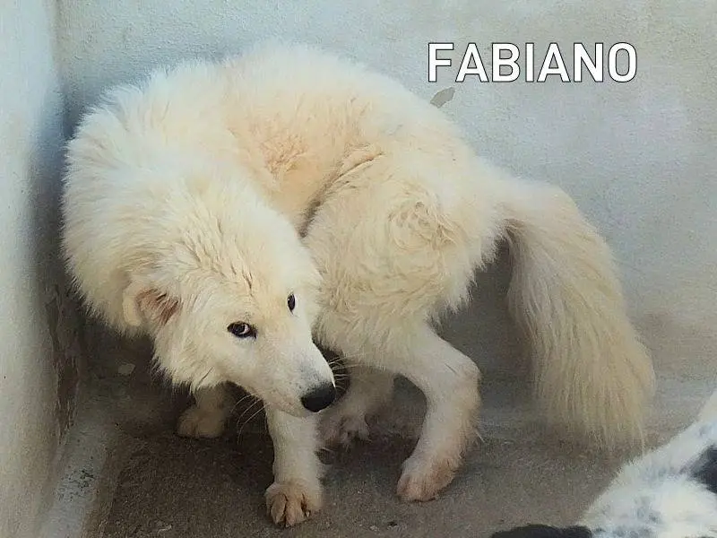 Adozione cane, maschio, Pastore maremmano Razza sconosciuta, 2 anni e 8 mesi, taglia grande, Frosinone