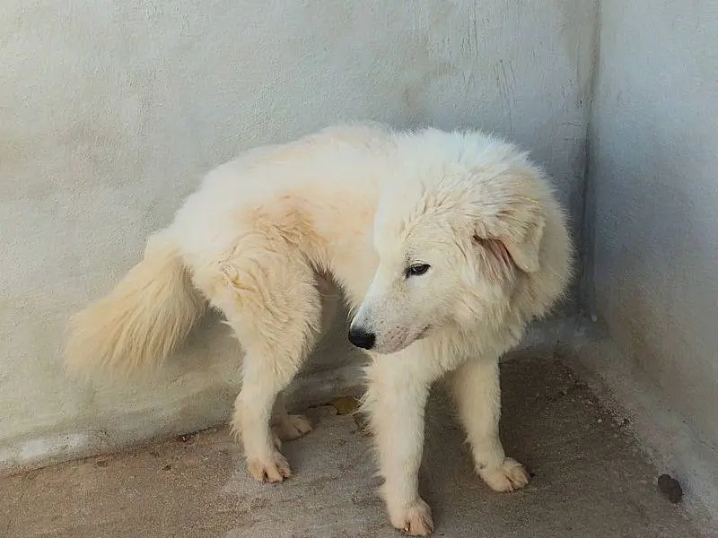Adotta un cane, maschio, 2 anni e 8 mesi, Frosinone