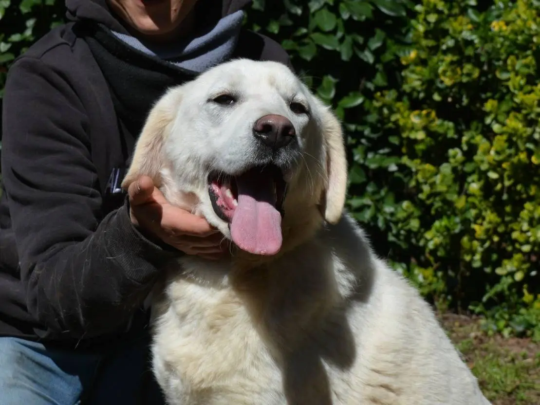 Adotta un cane, maschio, 2 anni e 6 mesi, Roma
