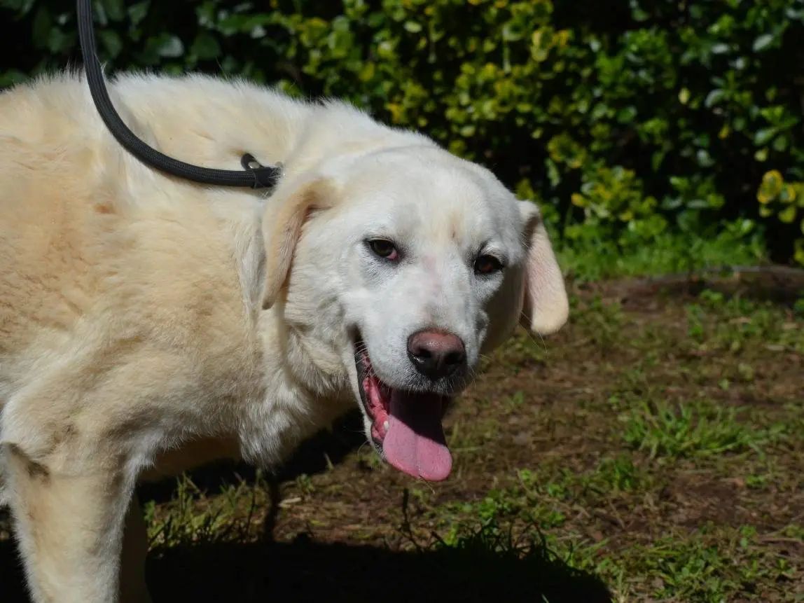 Adozione cane, maschio, Razza sconosciuta Razza sconosciuta, 2 anni e 6 mesi, taglia media, Roma