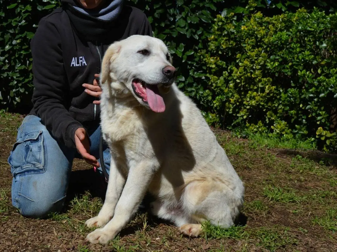 Adotta un cane, taglia media, maschio, Roma