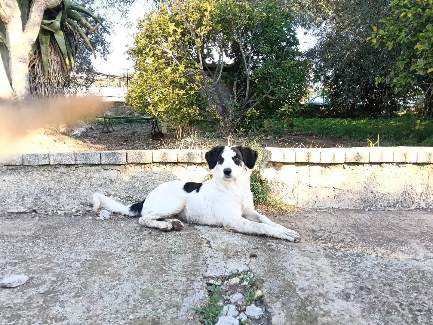 Adotta un cane, femmina, 1 anno e 5 mesi, Siracusa