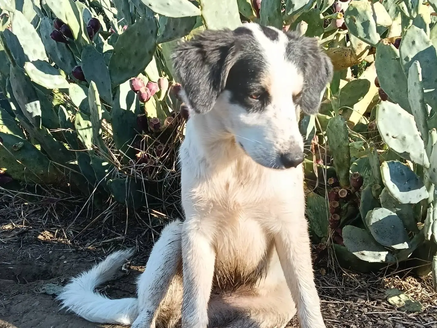 Adozione cane, femmina, Razza sconosciuta Razza sconosciuta, 1 anno e 5 mesi, taglia media, Siracusa
