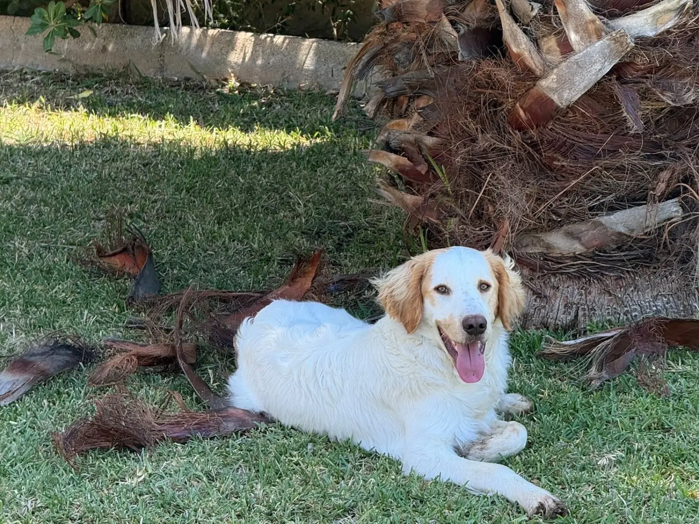 Adotta un cane, taglia media, maschio, Siracusa