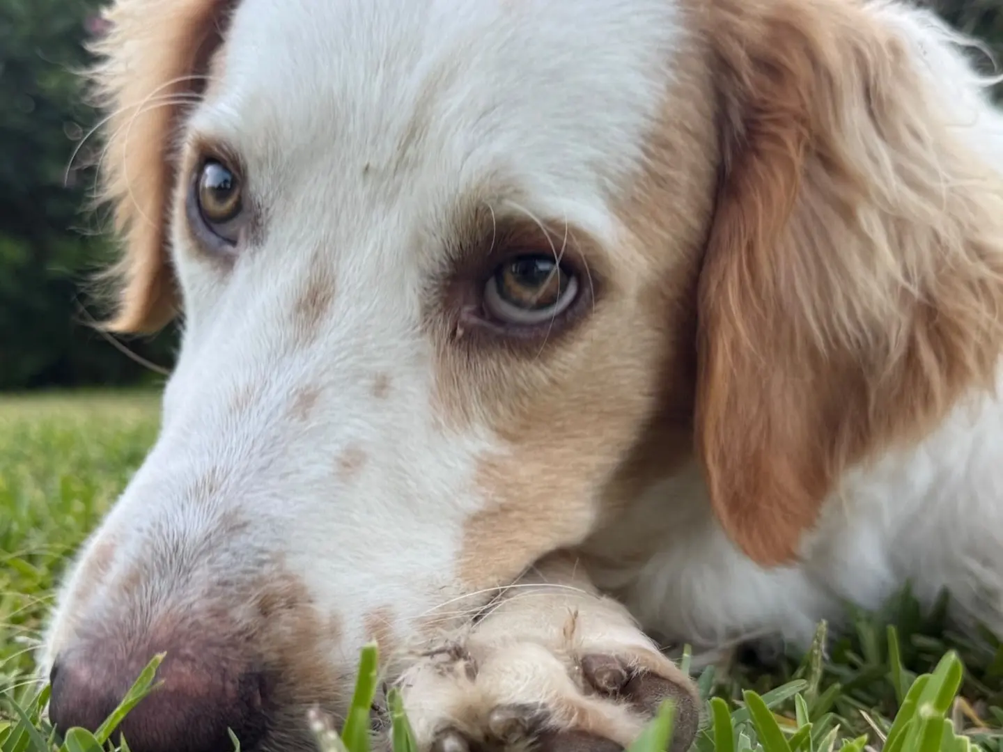 Adotta un cane, maschio, 11 mesi, Siracusa