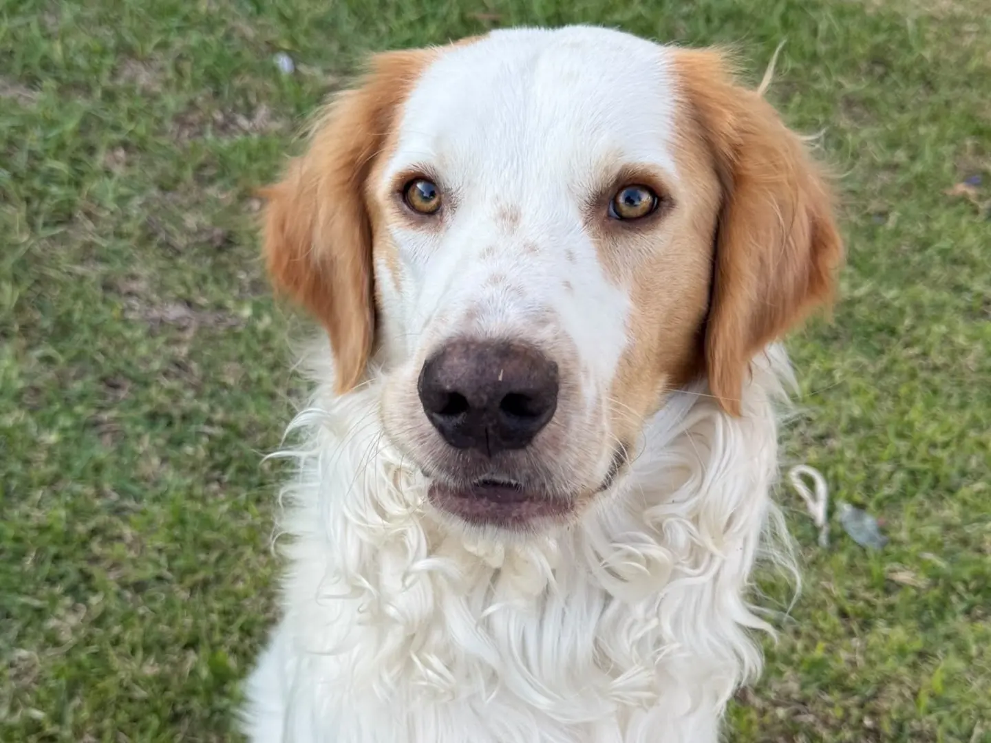 Adozione cane, maschio, Razza sconosciuta Razza sconosciuta, 11 mesi, taglia media, Siracusa