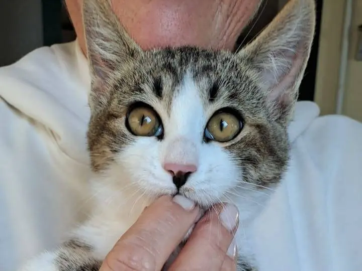 Adozione gatto, maschio, Razza sconosciuta Razza sconosciuta, 4 mesi, taglia non valida, Ravenna