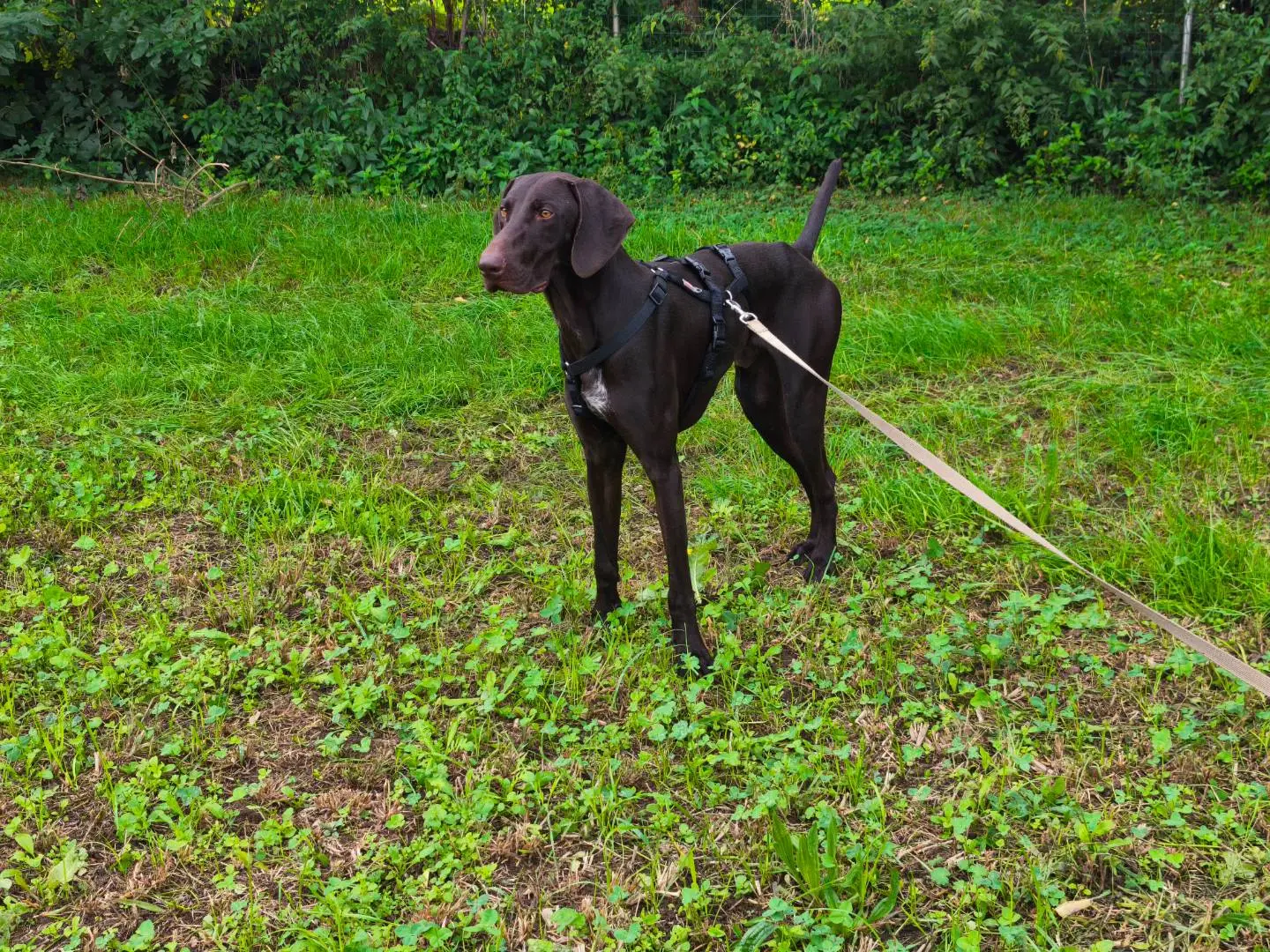 Adotta un cane, maschio, 1 anno e 4 mesi, Milano
