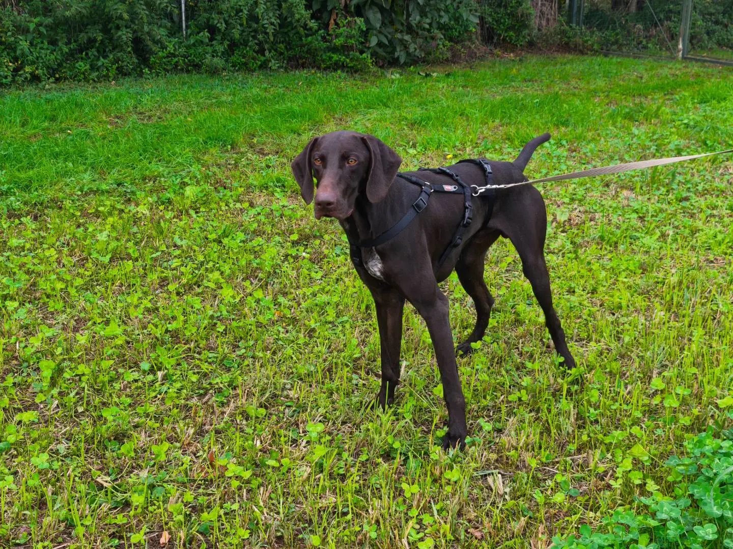 Adozione cane, maschio, Bracco Razza sconosciuta, 1 anno e 4 mesi, taglia grande, Milano