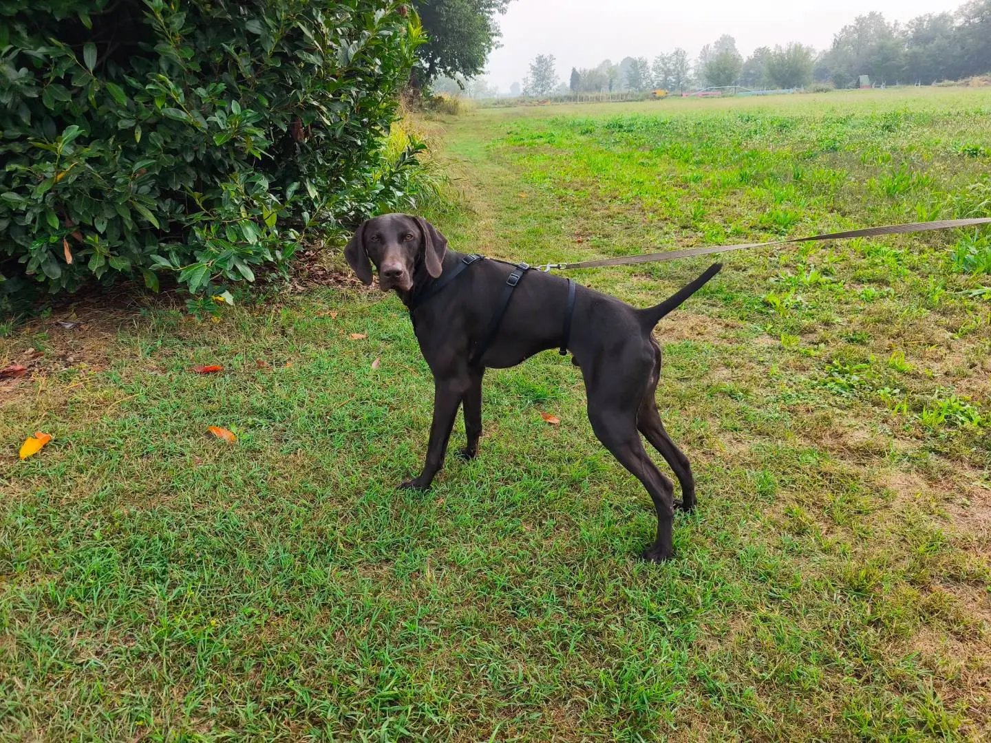 Adotta un cane, taglia grande, maschio, Milano