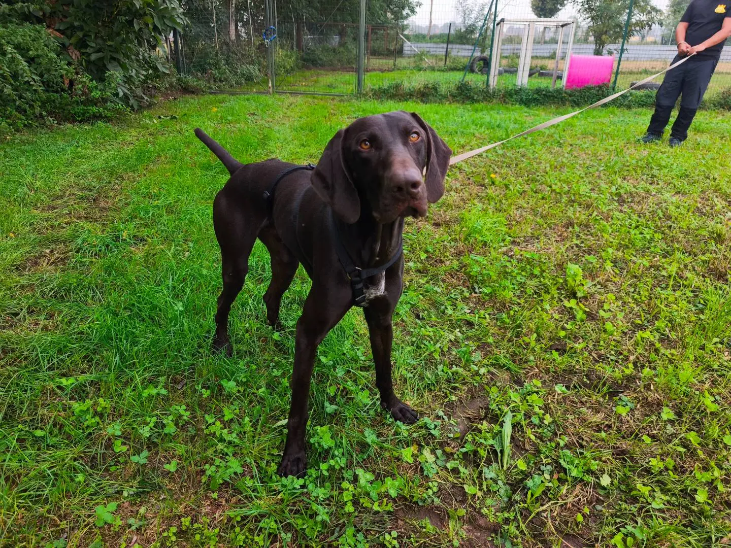 Adotta il cane MILO a Milano