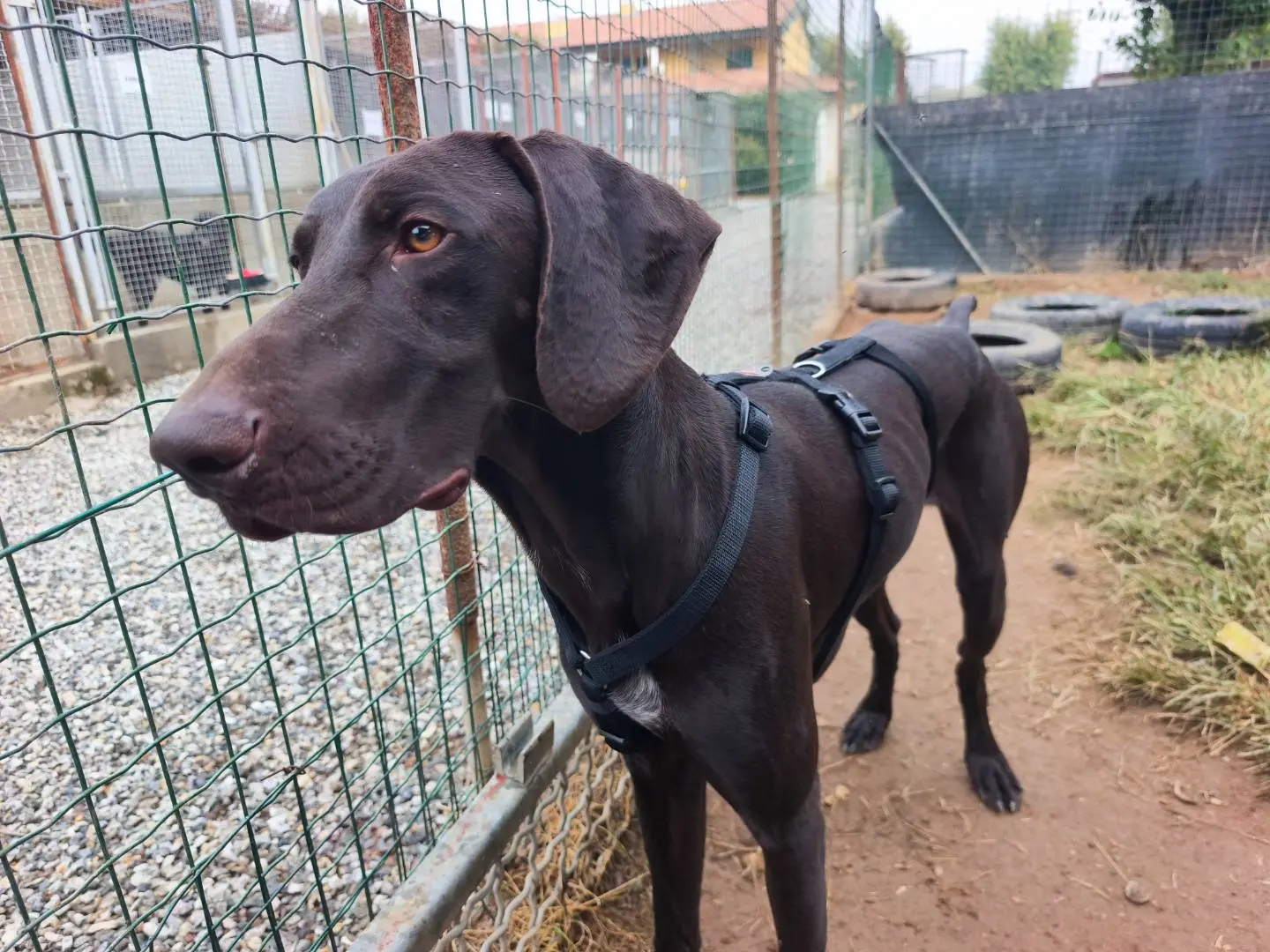 Vuoi adottare un cane a Milano?