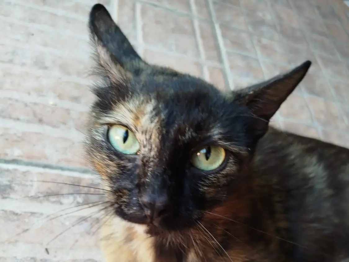 Adozione gatto, femmina, Razza sconosciuta Razza sconosciuta, 2 anni e 7 mesi, taglia non valida, Sassari