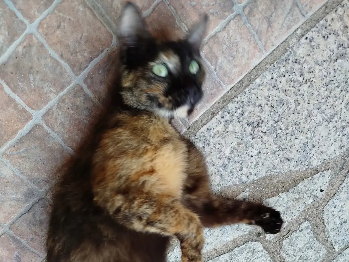 Adotta un gatto, femmina, 2 anni e 7 mesi, Sassari