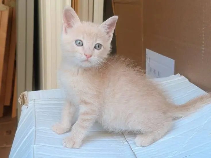 Adozione gatto, maschio, Razza sconosciuta Razza sconosciuta, 1 mese, taglia non valida, Genova