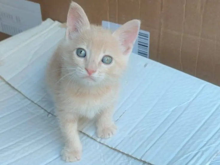 Adotta un gatto, taglia non valida, maschio, Genova