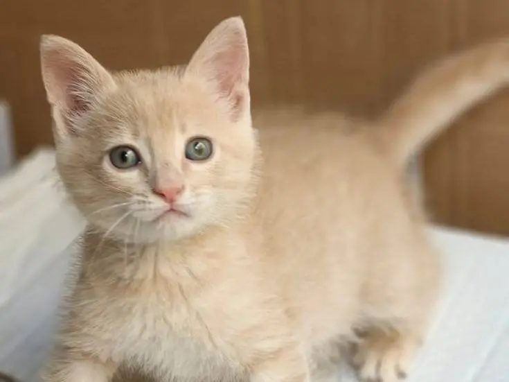 Adotta un gatto, maschio, 1 mese, Genova
