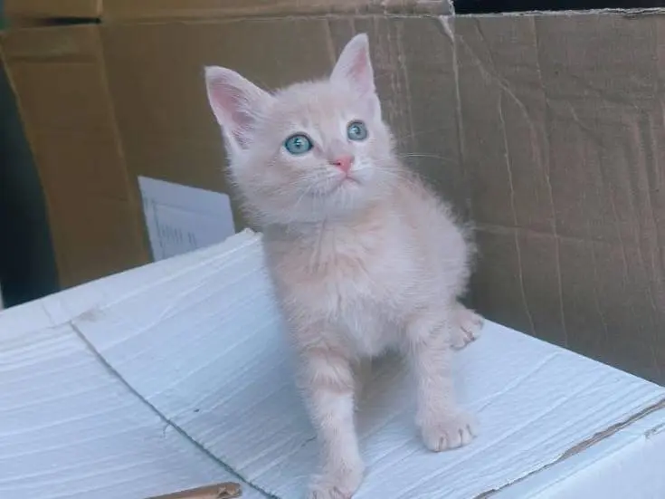 Adotta il gatto Lucien a Genova