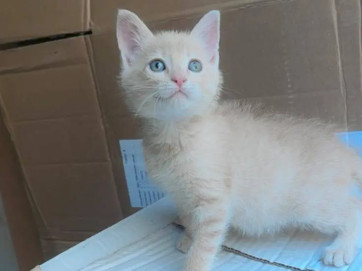 Vuoi adottare un gatto a Genova?