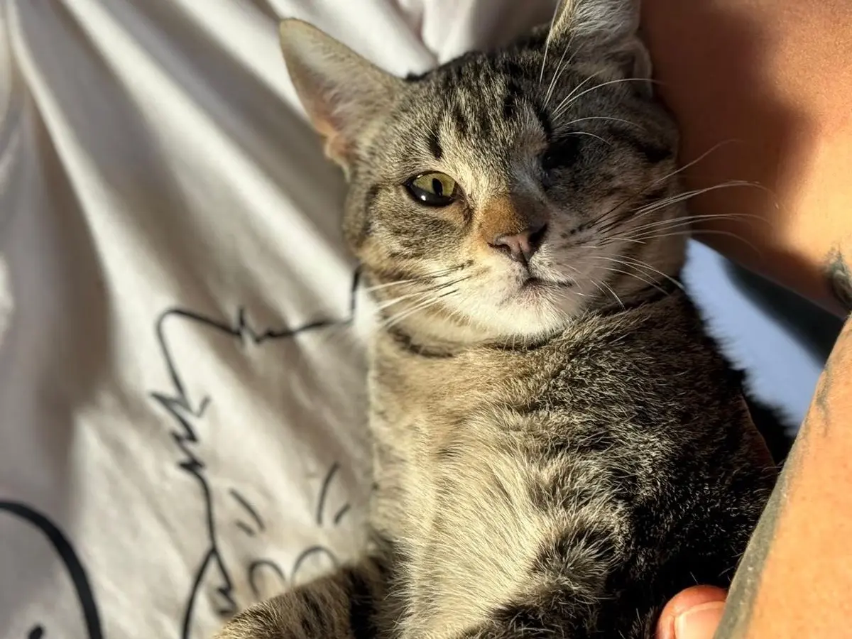 Adotta un gatto, maschio, 1 anno e 2 mesi, Bari