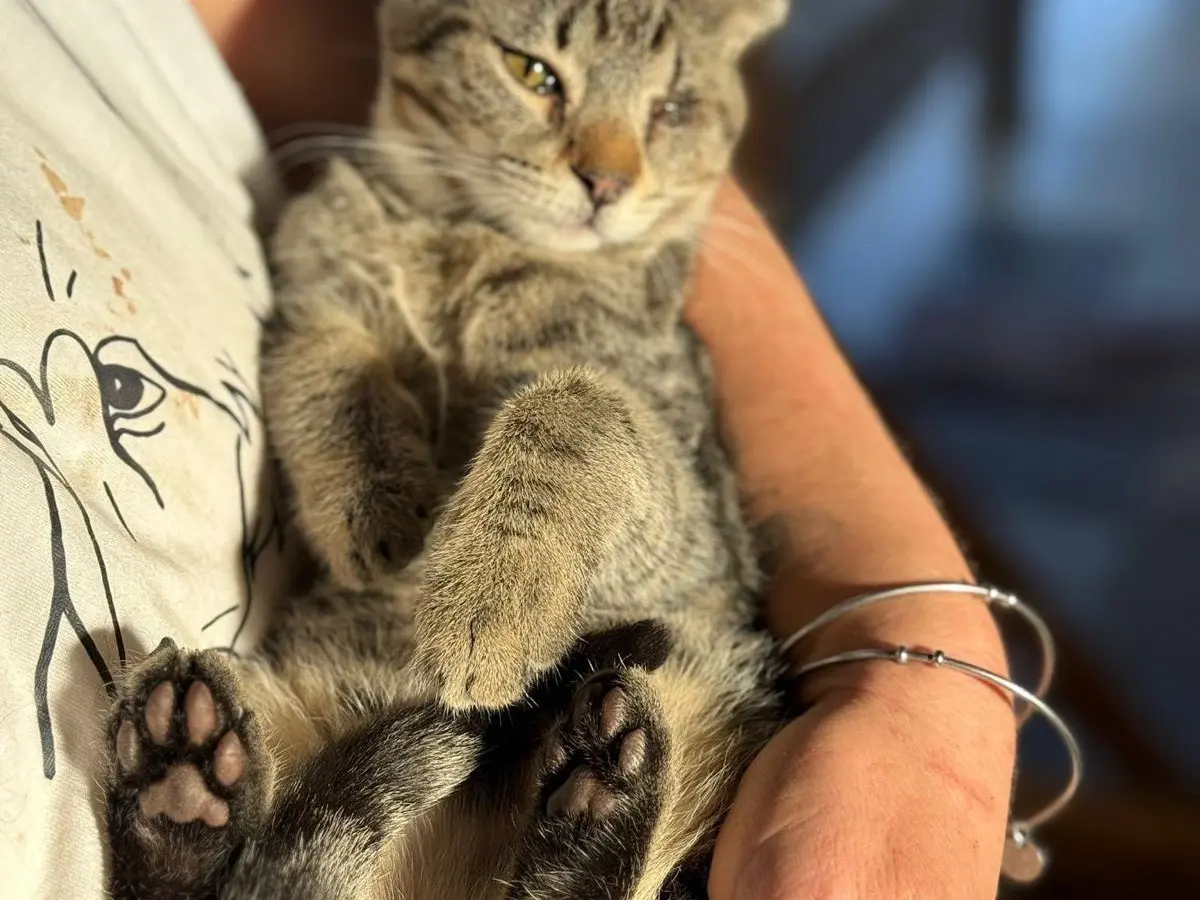 Adotta il gatto Aiace a Bari