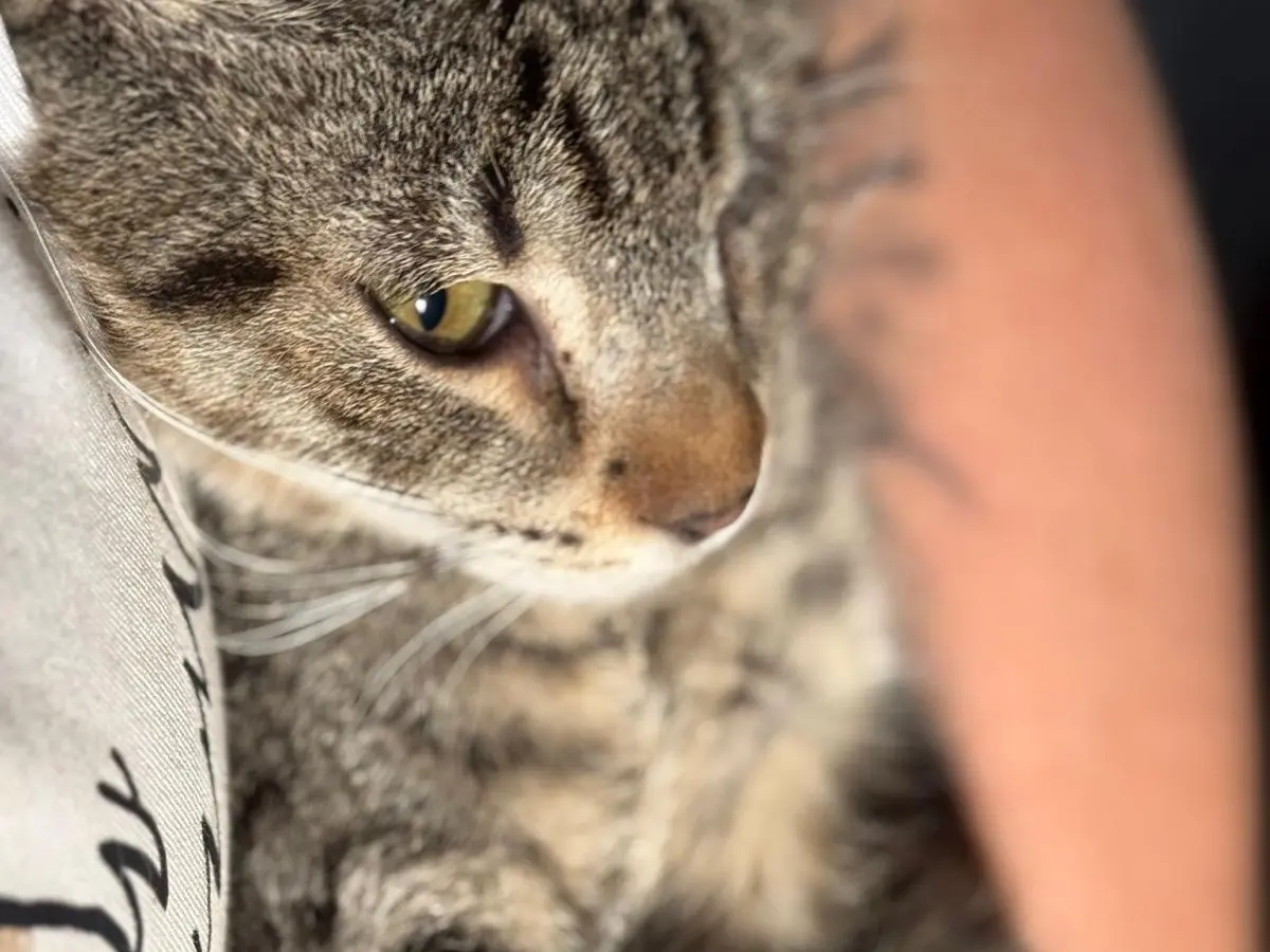 Adotta un gatto, taglia non valida, maschio, Bari