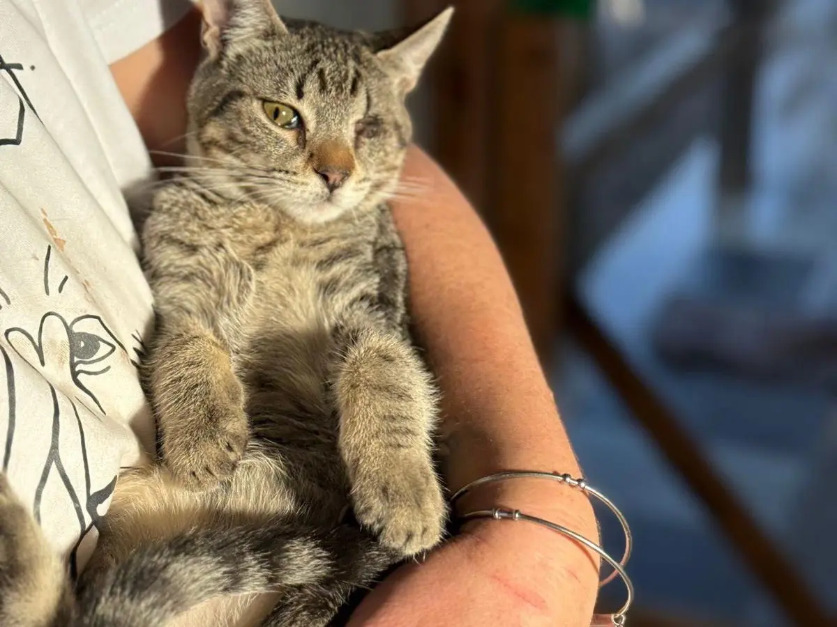 Adozione gatto, maschio, Razza sconosciuta Razza sconosciuta, 1 anno e 2 mesi, taglia non valida, Bari
