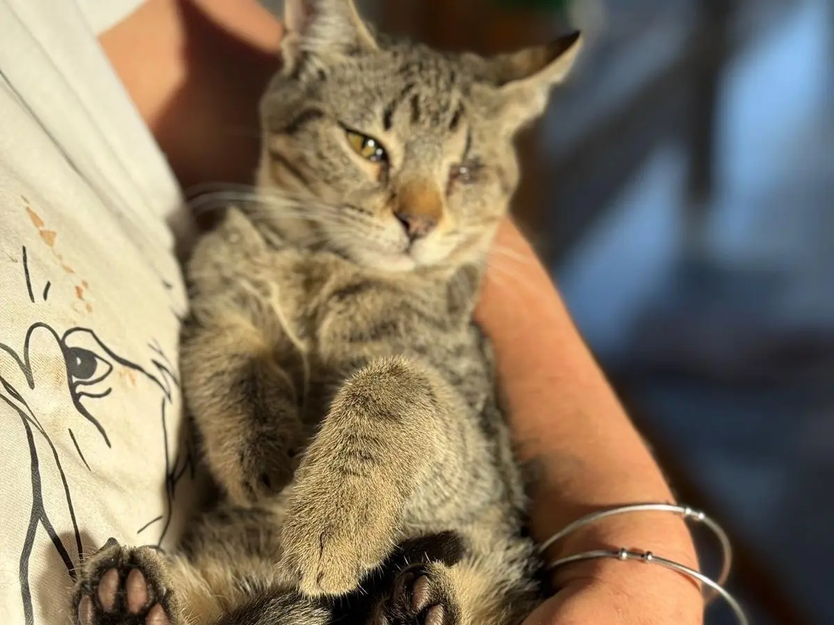 Vuoi adottare un gatto a Bari?