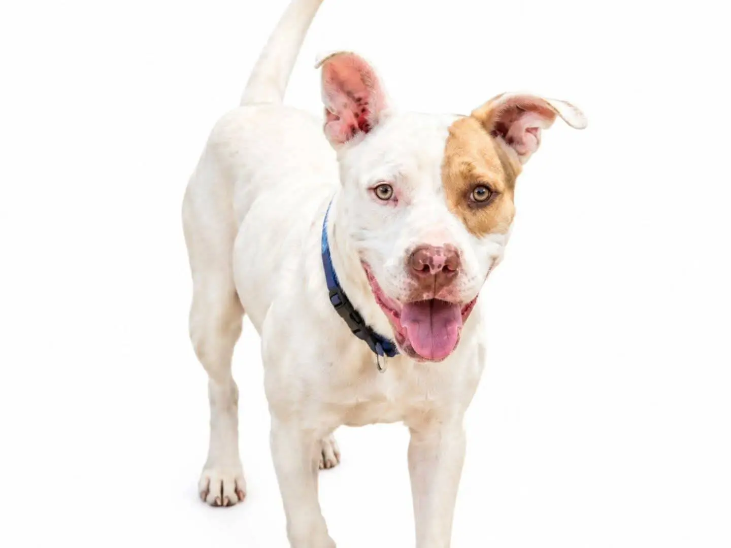 Adozione cane, femmina, Pitbull Razza sconosciuta, 1 anno e 8 mesi, taglia media, Torino