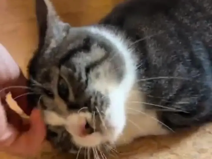 Adotta un gatto, maschio, 2 anni e 5 mesi, Bari