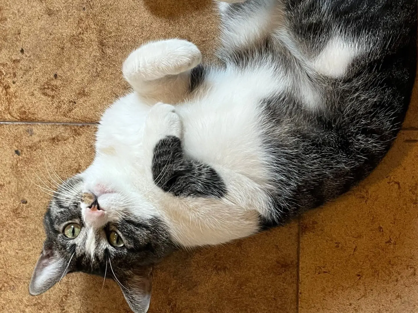 Adozione gatto, maschio, Razza sconosciuta Razza sconosciuta, 2 anni e 5 mesi, taglia non valida, Bari