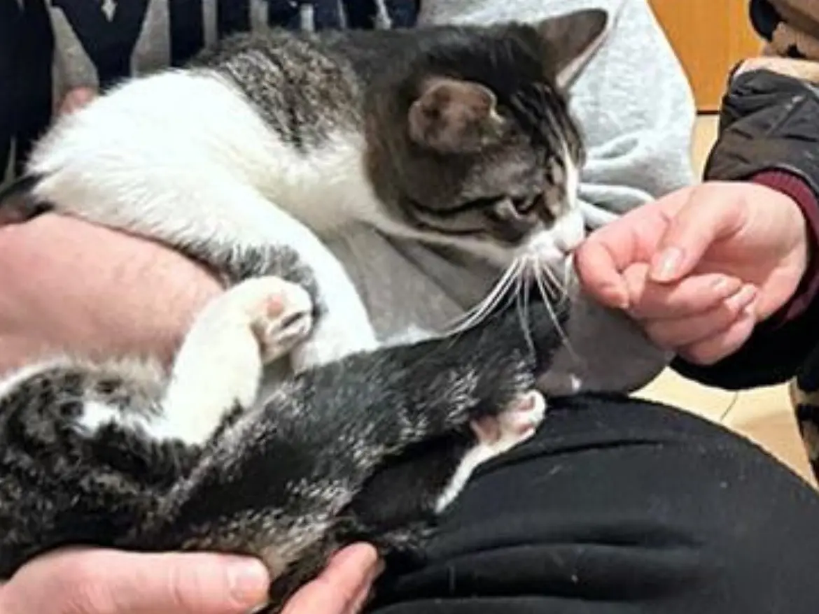Adotta un gatto, taglia non valida, maschio, Bari