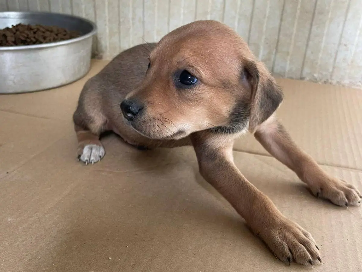 Vuoi adottare un cane a Frosinone?