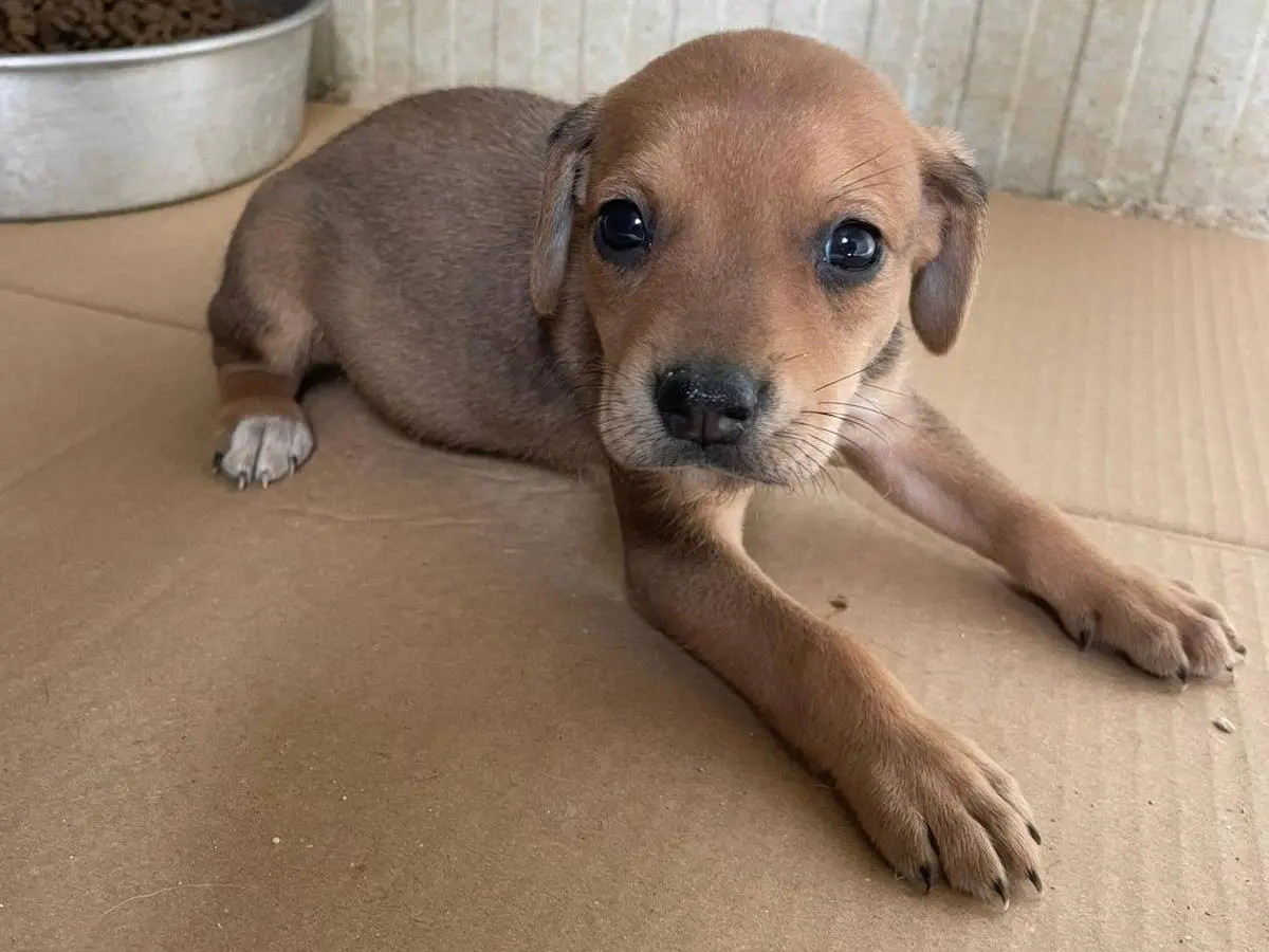 Adotta un cane, maschio, 1 anno e 5 mesi, Frosinone