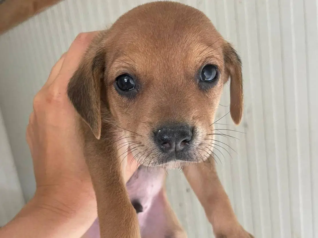 Adozione cane, maschio, Razza sconosciuta Razza sconosciuta, 1 anno e 5 mesi, taglia media, Frosinone