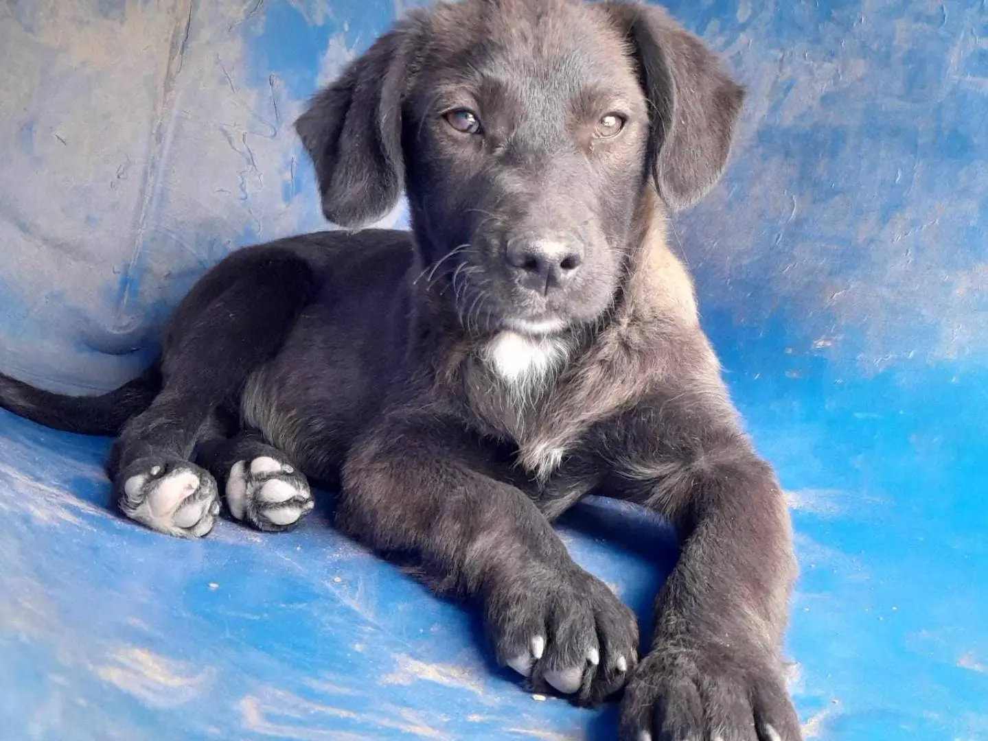 Adotta un cane, taglia media contenuta, maschio, Catania