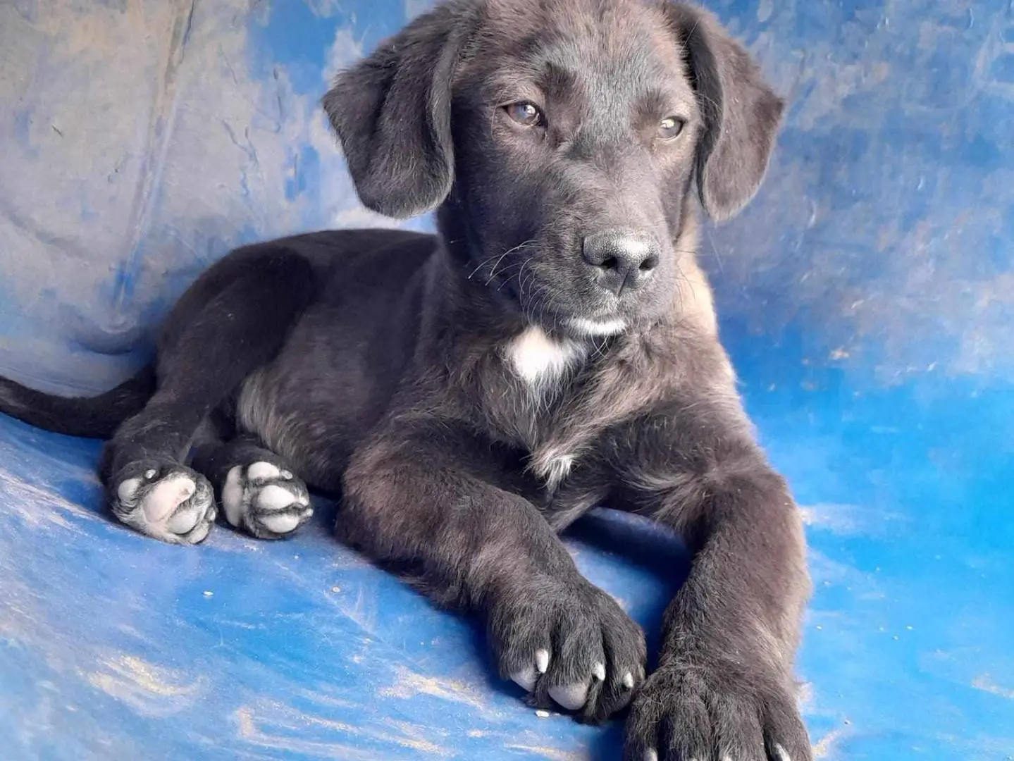Adotta un cane, maschio, 3 anni, Catania