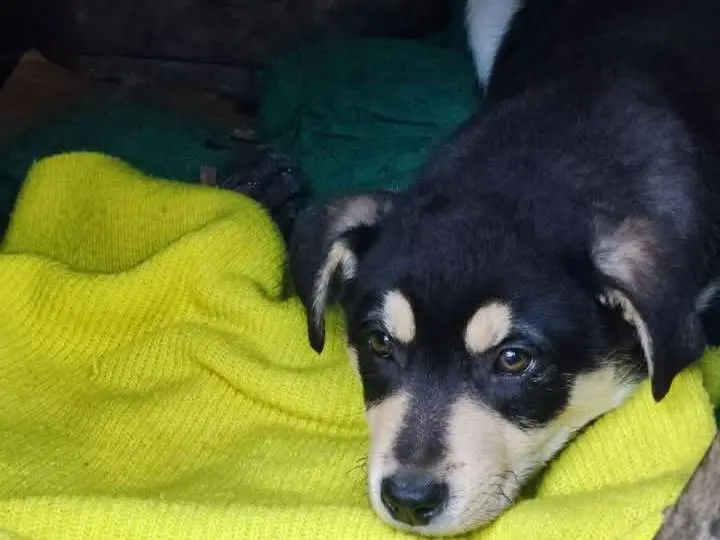 Adozione cane, maschio, Razza sconosciuta Razza sconosciuta, 1 anno e 8 mesi, taglia media, Potenza