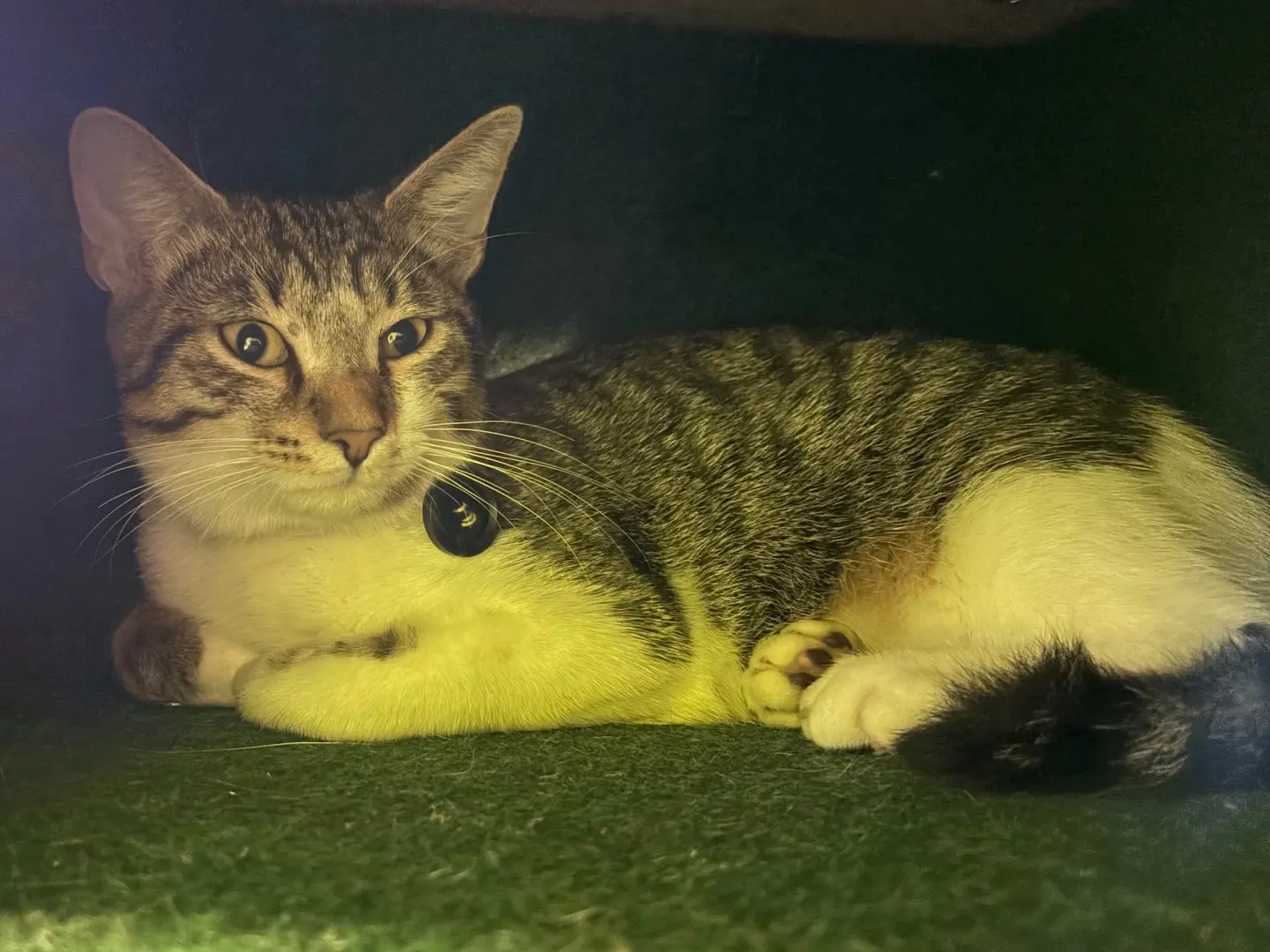 Adotta un gatto, maschio, 6 mesi, Brescia