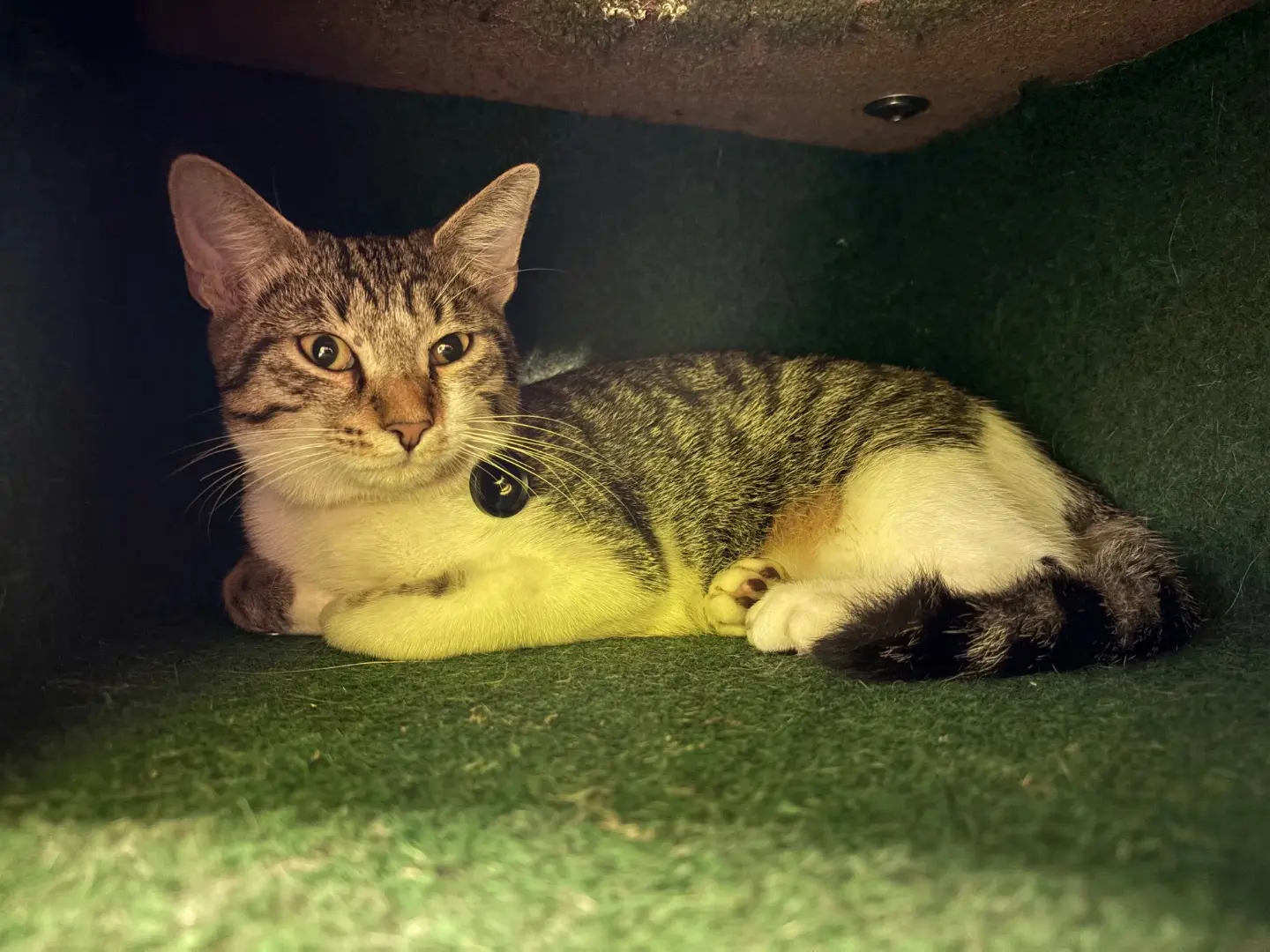 Adozione gatto, maschio, Razza sconosciuta Razza sconosciuta, 6 mesi, taglia non valida, Brescia