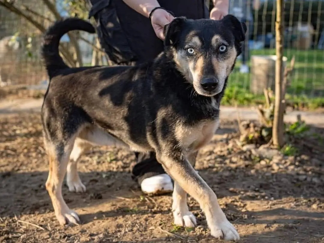 Adotta il cane Nerino a Torino